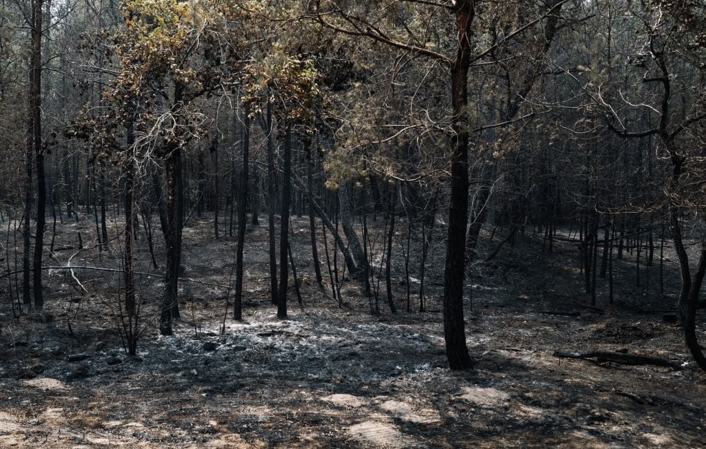 Limitar la asistencia, alejarnos de casa… ¿Cómo podemos proteger el bosque de Fontainebleau? Limitar la asistencia, alejarnos de casa… ¿Cómo podemos proteger el bosque de Fontainebleau?